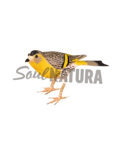 ▷ JILGUERO LÚGANO (PÁJARO DE PITA) | Soul Natura - Imagen 1