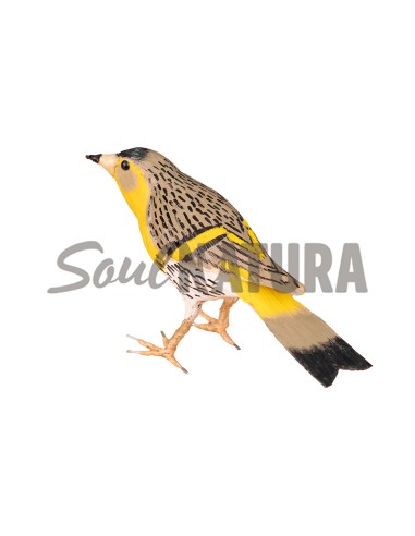 ▷ JILGUERO LÚGANO (PÁJARO DE PITA) | Soul Natura - Imagen 2