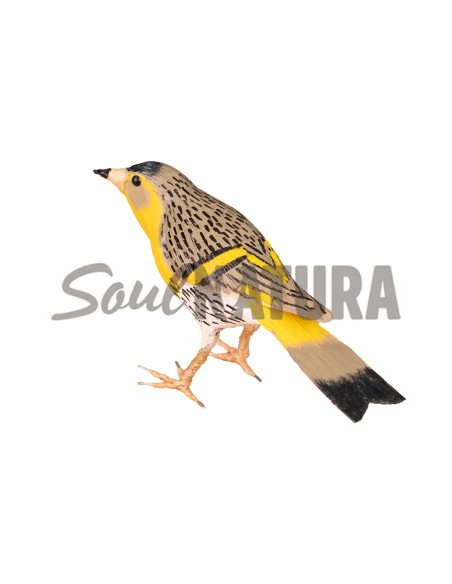 ▷ JILGUERO LÚGANO (PÁJARO DE PITA) | Soul Natura - Imagen 2