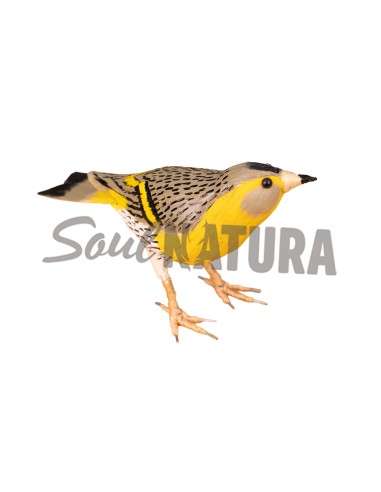 ▷ JILGUERO LÚGANO (PÁJARO DE PITA) | Soul Natura - Imagen 3