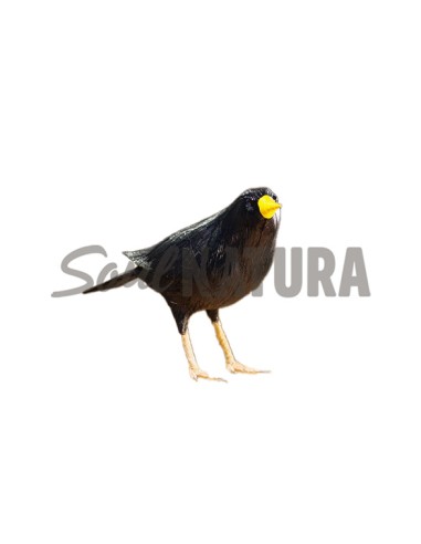 ▷ ESTORNINO NEGRO (Sturnus unicolor) Pájaro de PITA | Soul Natura - Imagen 7