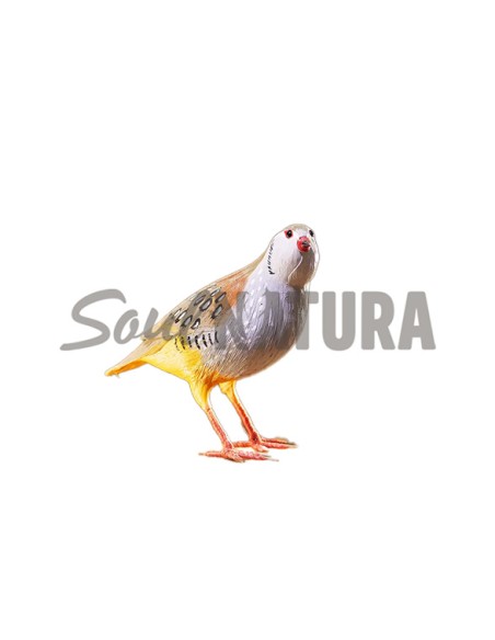 ▷ Perdiz roja (PÁJARO DE PITA) | Soul Natura - Imagen 7