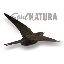 VENCEJO PALIDO - Imagen 2