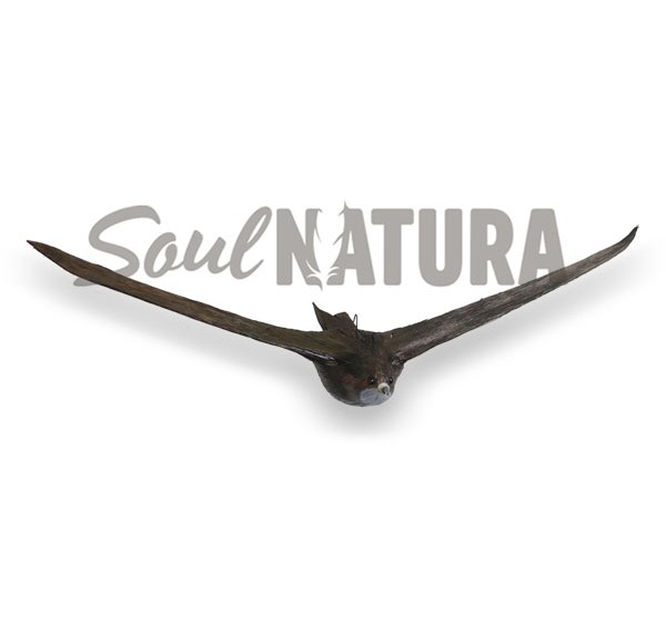 REPLICA VENCEJO PALIDO ALAS ABIERTAS - Imagen 2