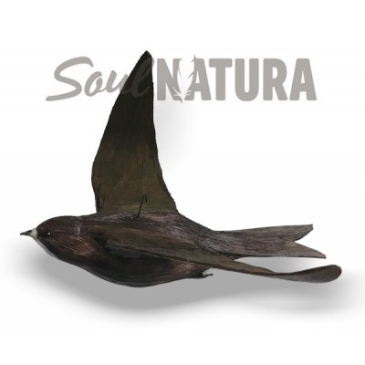 Vencejo palido volando - Imagen 3