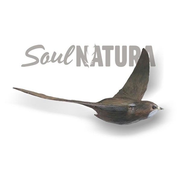 VENCEJO PALIDO - Imagen 4