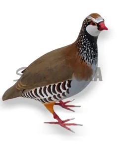 PERDIZ PEQUEÑA (Alectoris rufa) Pájaro de PITA - Imagen 1