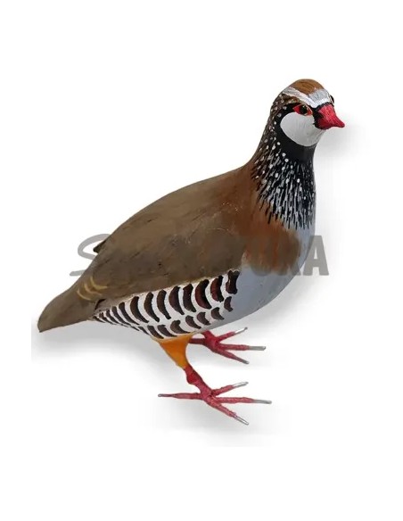 PERDIZ PEQUEÑA (Alectoris rufa) Pájaro de PITA - Imagen 5