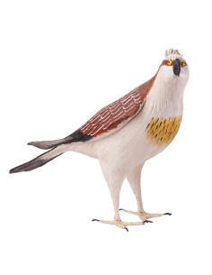 ÁGUILA PESCADORA PEQUEÑA (Pandion haliaetus) - Imagen 1