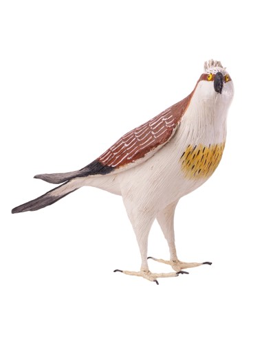 ÁGUILA PESCADORA PEQUEÑA (Pandion haliaetus) - Imagen 1