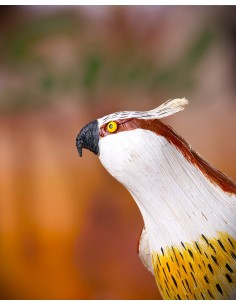 ÁGUILA PESCADORA PEQUEÑA (Pandion haliaetus) - Imagen 2