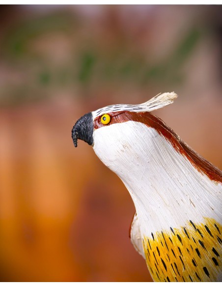 ÁGUILA PESCADORA PEQUEÑA (Pandion haliaetus) - Imagen 2