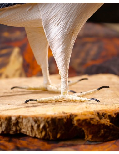 ÁGUILA PESCADORA PEQUEÑA (Pandion haliaetus) - Imagen 7
