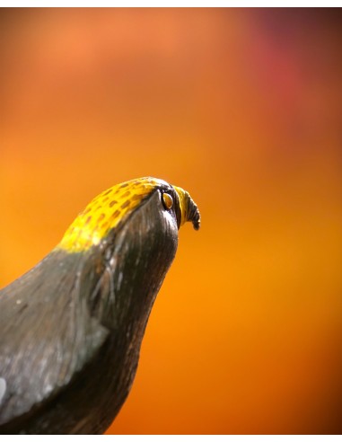 ▷ ÁGUILA IMPERIAL PEQUEÑA (Aquila adalberti) Pájaro de PITA | Soul Natura - Imagen 6