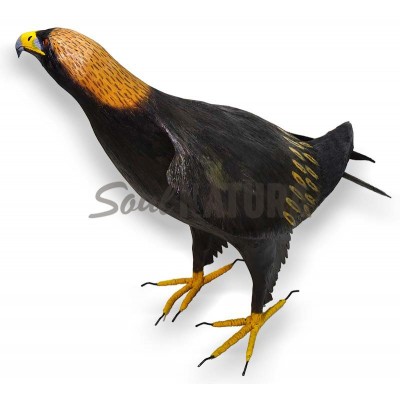 Águila-Real-SoulNatura - Imagen 2