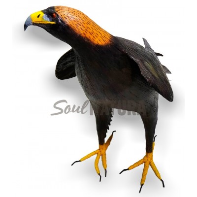 Águila-Real-SoulNatura - Imagen 3