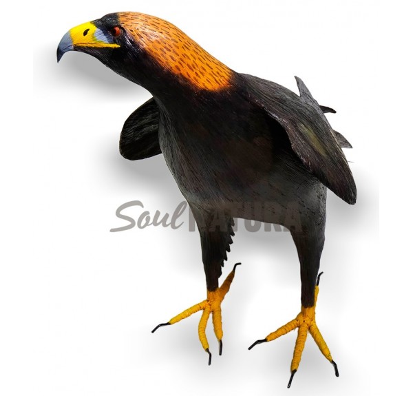 Águila-Real-SoulNatura - Imagen 3