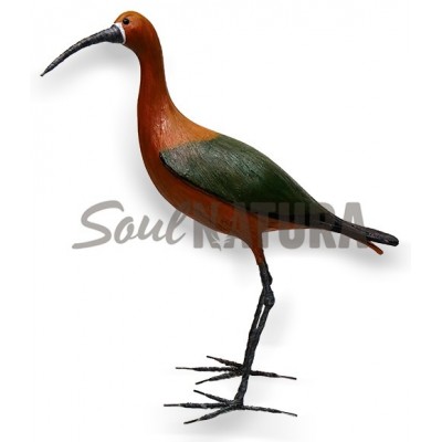 MORITO (PÁJARO DE PITA) - Imagen 2