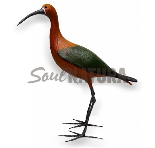 MORITO (PÁJARO DE PITA) - Imagen 2