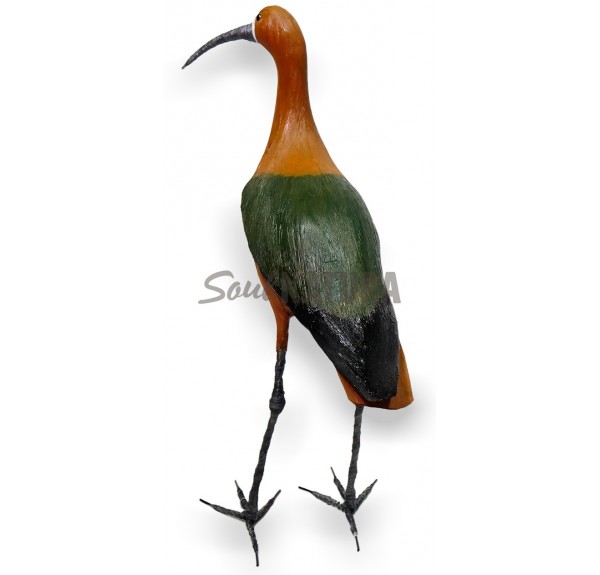 MORITO (PÁJARO DE PITA) - Imagen 3