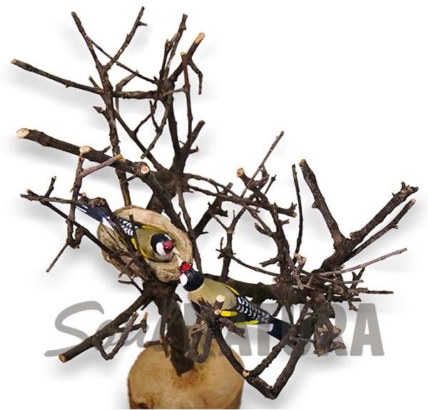 PAREJA JILGUEROS - SOUL NATURA - Imagen 1