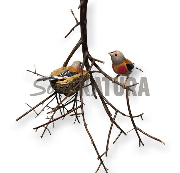 PAREJA DE PARDILLO COMÚN - REPLICA - Imagen 2