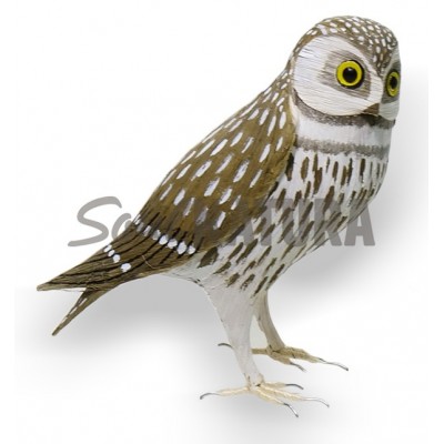 MOCHUELO (PÁJARO DE PITA) - Imagen 2