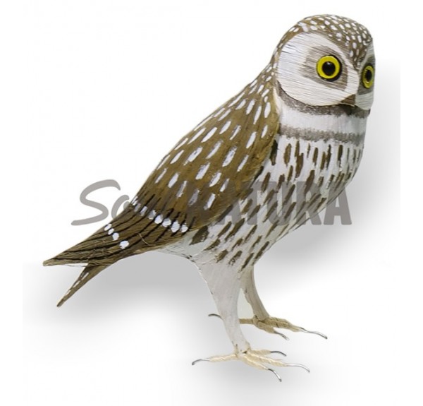 MOCHUELO (PÁJARO DE PITA) - Imagen 2