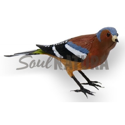 PINZON - PAJARO PITA - Imagen 2