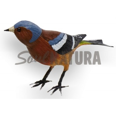 PINZON - PAJARO PITA - Imagen 3