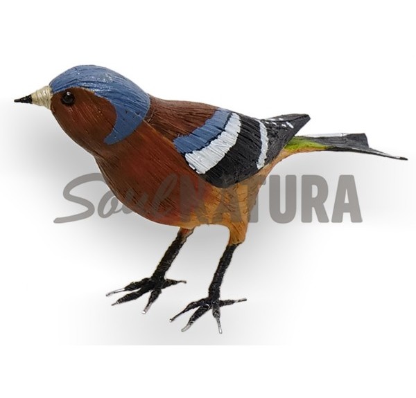 PINZON - PAJARO PITA - Imagen 3