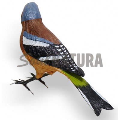 PINZON - PAJARO PITA - Imagen 4