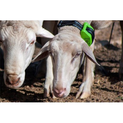 LOCALIZADOR-GPS-PARA-OVEJAS - Imagen 1