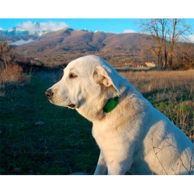 LOCALIZADOR-GPS-PARA-PERROS - Imagen 1