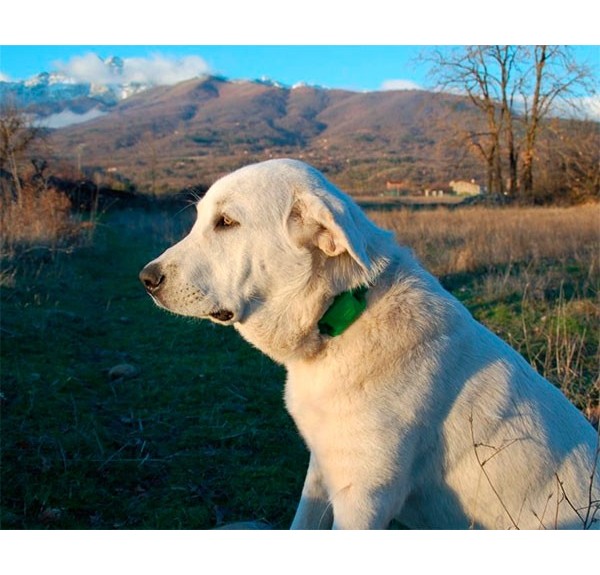 LOCALIZADOR-GPS-PARA-PERROS - Imagen 1