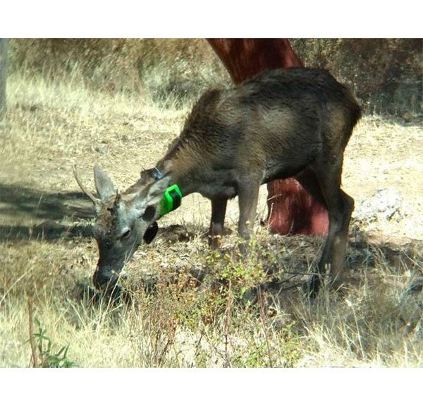 LOCALIZADOR-GPS-MAMIFEROS - Imagen 4