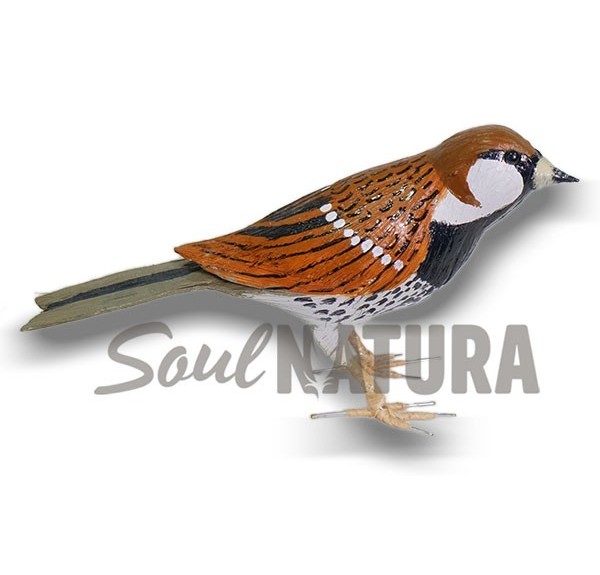 GORRIÓN MORUNO (PÁJARO DE PITA) - Imagen 2