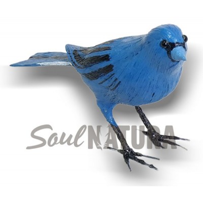 PINZÓN AZUL (PÁJARO DE PITA) - Imagen 1