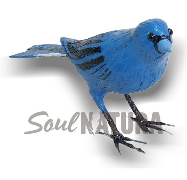 PINZÓN AZUL (PÁJARO DE PITA) - Imagen 1