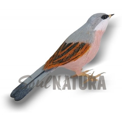 CURRUCA TOMILLERA (PÁJARO DE PITA) - Imagen 2