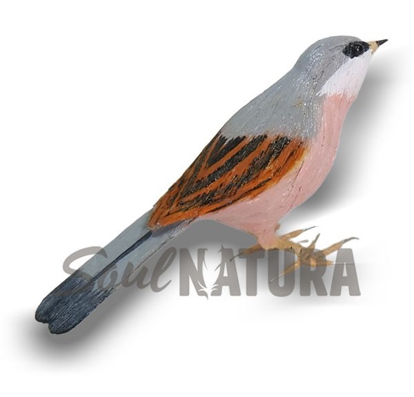 CURRUCA TOMILLERA (PÁJARO DE PITA) - Imagen 2