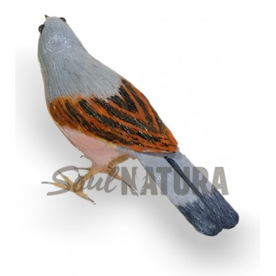 CURRUCA TOMILLERA (PÁJARO DE PITA) - Imagen 3