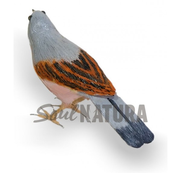 CURRUCA TOMILLERA (PÁJARO DE PITA) - Imagen 3