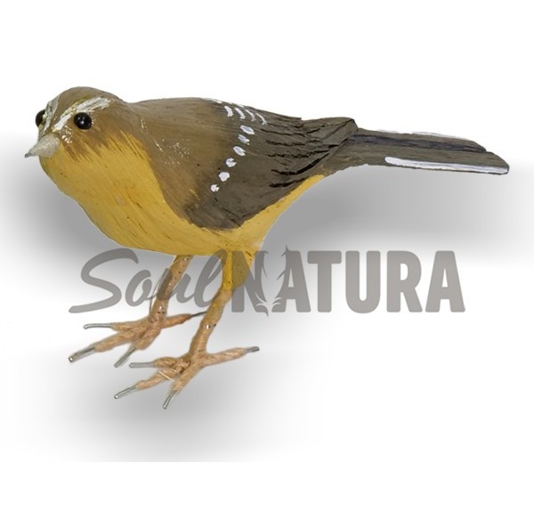 MOSQUITERO CANARIO (PÁJARO DE PITA) - Imagen 3