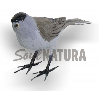 CURRUCA CAPIROTADA (PÁJARO DE PITA) - Imagen 2