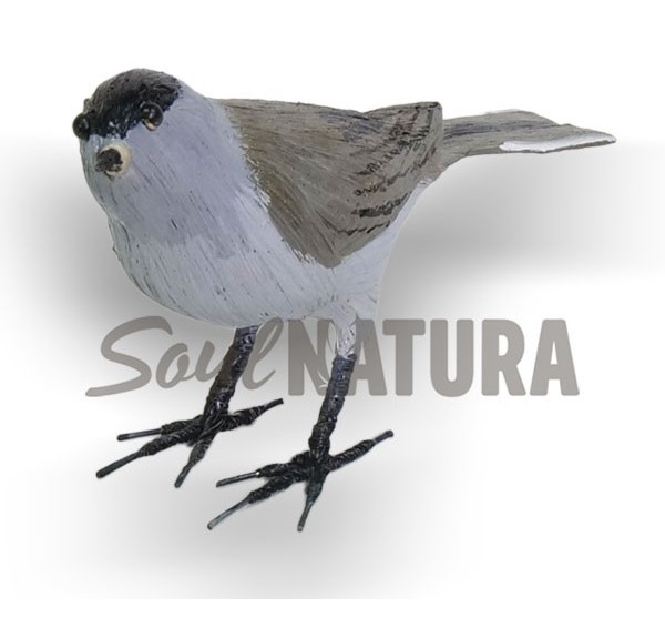 CURRUCA CAPIROTADA (PÁJARO DE PITA) - Imagen 2