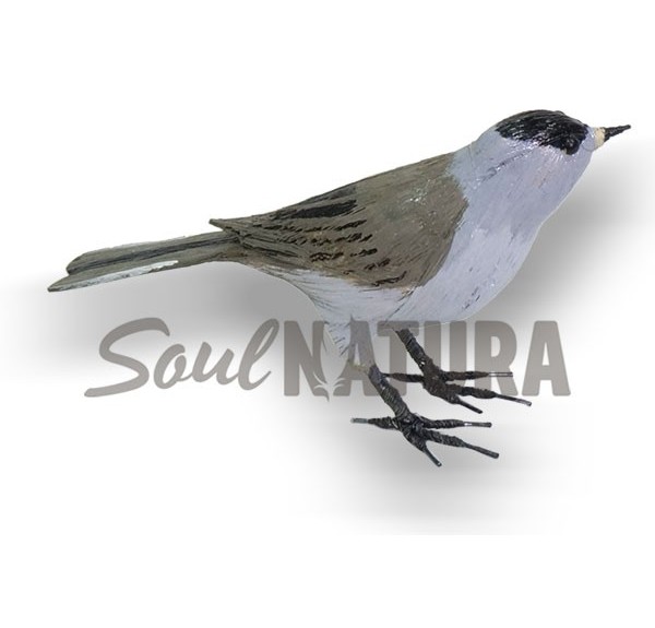 CURRUCA CAPIROTADA (PÁJARO DE PITA) - Imagen 3