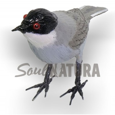 CURRUCA-CABECINEGRA-SOULNATURA - Imagen 1