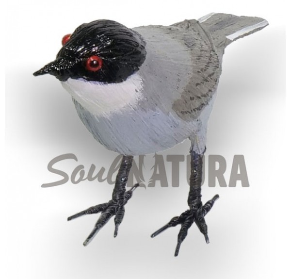 CURRUCA-CABECINEGRA-SOULNATURA - Imagen 1