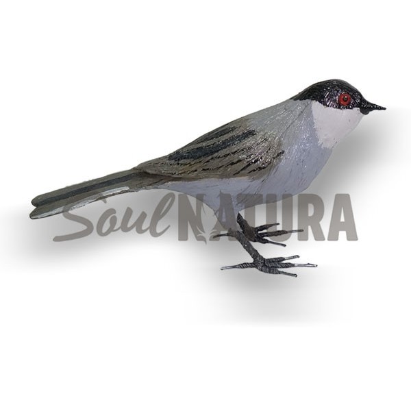 CURRUCA-CABECINEGRA-SOULNATURA - Imagen 3